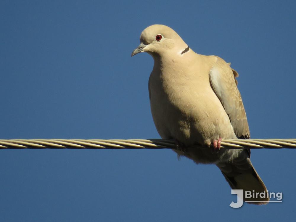 An adult collared dove.